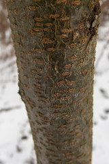Gleditsia triacanthos inermis