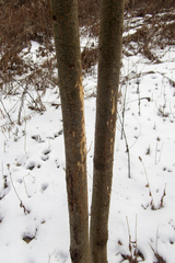 Gleditsia triacanthos inermis