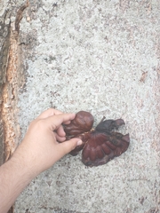 Enterolobium cyclocarpum