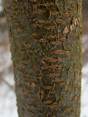 Gleditsia triacanthos inermis