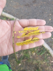 Enterolobium cyclocarpum