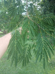 Enterolobium cyclocarpum