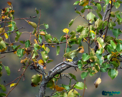 Phylloscopus nitidus