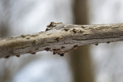 Gleditsia triacanthos inermis