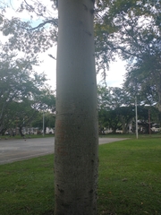 Ceiba pentandra