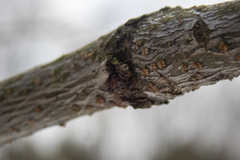 Gleditsia triacanthos inermis