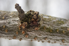 Gleditsia triacanthos inermis