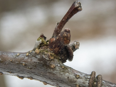 Gleditsia triacanthos inermis