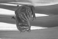 Uroderma bilobatum convexum