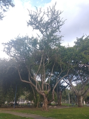 Pithecellobium dulce