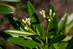 Rauvolfia semperflorens