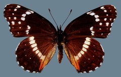 Chlosyne lacinia crocale