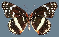 Chlosyne lacinia crocale