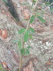 Pithecellobium dulce