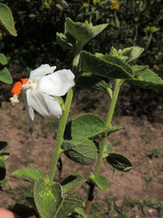 Hibiscus flavifolius