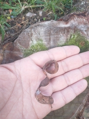 Pithecellobium dulce