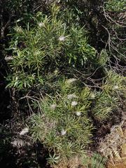Grevillea exul