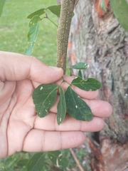 Pithecellobium dulce