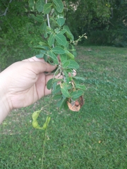 Pithecellobium dulce