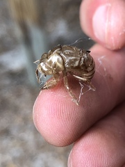 Neocicada hieroglyphica