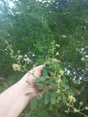 Pithecellobium dulce