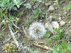 Taraxacum