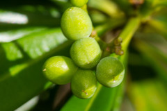 Rauvolfia semperflorens