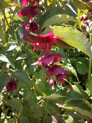 Leycesteria