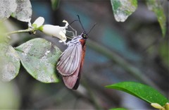 Paracarystus hypargyra