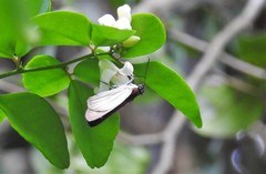 Paracarystus hypargyra