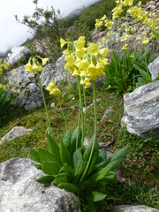 Primula sikkimensis