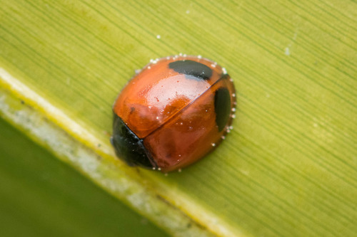 Exochomus childreni photo 5