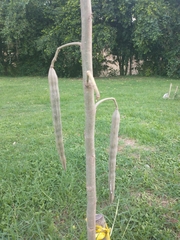 Moringa oleifera