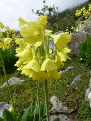 Primula sikkimensis