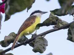 Pitangus sulphuratus