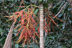 Ptychosperma elegans