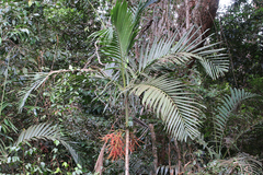 Ptychosperma elegans