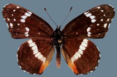 Chlosyne lacinia crocale