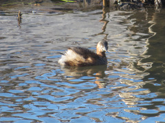 Tachybaptus ruficollis