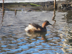 Tachybaptus ruficollis