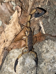 Centruroides bicolor