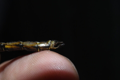 Neurocordulia yamaskanensis