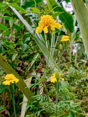 Asteraceae