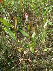 Symphyotrichum laeve laeve