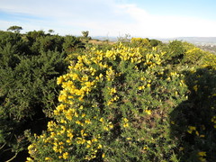 Ulex europaeus