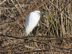 Egretta garzetta