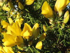 Ulex europaeus