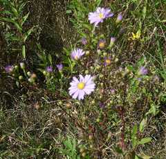 Symphyotrichum laeve laeve