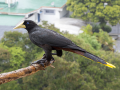 Psarocolius decumanus