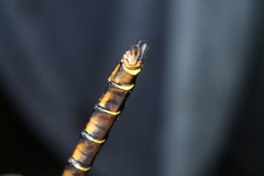 Neurocordulia yamaskanensis